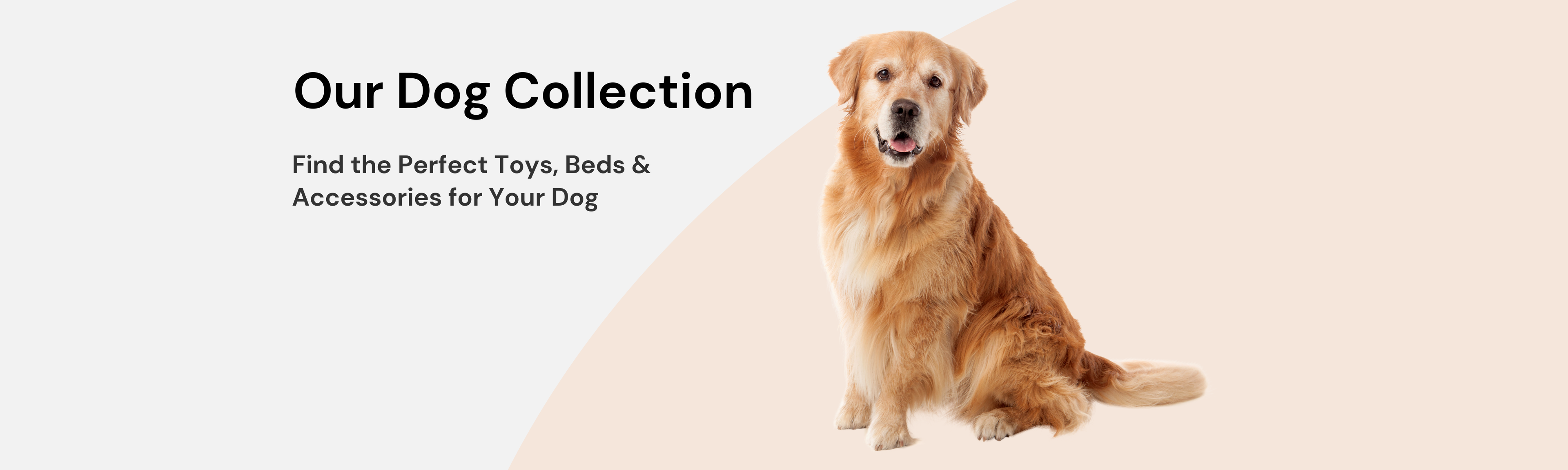 Golden Retriever sitting on a stylish beige background, promoting the Kute Kittens Dog Collection with toys, beds, and accessories.